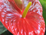 Anthurium