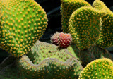In-between undulating cactus sections