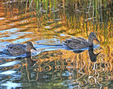 Ducks creating unusual reflections!