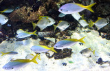 A group of yellowtailed fusiliers