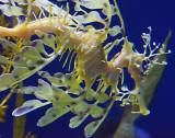 Leafy Seadragon