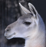 Handsome Guanaco from South America