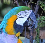 Yellow-Blue Macaw