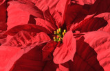 Poinsettia 1.