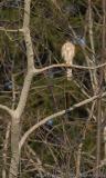 Coopers Hawk