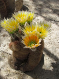 Fleurs de cactus.JPG