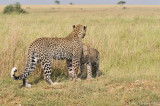 Serengeti Ngorongoro 2011