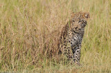 Leopards cub 4956