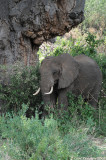 Manyara lake 2521