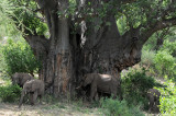 Manyara lake 2533