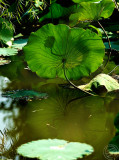 Ethnic Cultural Park.The Lotus Leaves