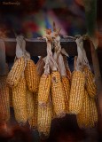  Ethnic Cultural Park.Drying of corn