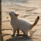 Ethnic Cultural Park.The Kitten who searched to climb the wall