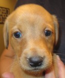 2012-06-02 - Puppy 2.JPG