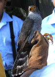 Barred Forest-Falcon -- what a handsome bird!