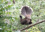 A Plain Chachalaca gotcha! (Cracidae)