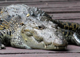 Lisa, the crocodile . . . .
