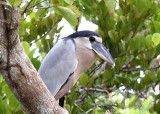 Boat-billed Heron (Ardeidae) at Lamanai.