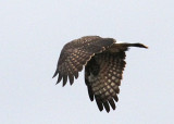 Snail Kite (Accipitridae)  female -- love the wing pattern!