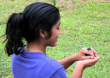 Releasing a White-breasted Wood-Wren (Troglodytidae).