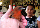 Red-throated Ant-Tanager (Thraupidae)