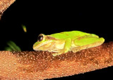Blue-spotted Mexican Treefrog.