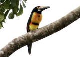 Collared Aracari (Ramphastidae)