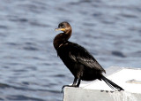 Neotropical Cormorant (Phalacrocoracidae)