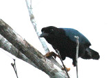 Yucatan Jay (Corvidae)