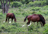 Cattle Egrets associating with the equine set.