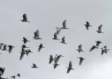 Cattle Egrets (Ardeidae)