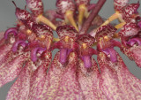 Bulbophyllum longiflorum (B. eberhardtii). Close-up.