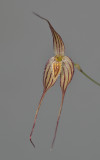 Bulbophyllum triaristella. (B. intersitum). Closer.