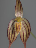 Bulbophyllum triaristella. (B. intersitum). Close-up.
