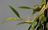 Bulbophyllum savaiense subsp. subcubicum.