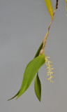 Bulbophyllum tectipes.