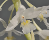 Calanthe angustifolia. Close-up.