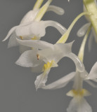 Calanthe angustifolia. Close-up side.