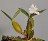 Dendrobium aberrans.