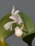 Dendrobium aberrans. Close-up side.