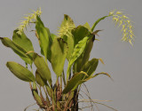 Dendrochilum arachnites.