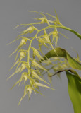 Dendrochilum arachnites. Closer.
