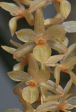 Dendrochilum convallariiforme var. minor. Close-up.