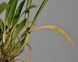 Dendrochilum smithianum.