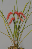 Dendrochilum wenzelii.