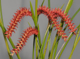 Dendrochilum wenzelii. Closer.