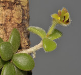 Trichotosia dasyphylla. Closer.