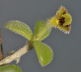 Trichotosia dasyphylla. Close-up.