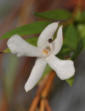 Glomera acutiflora. Close-up.