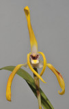 Maxillaria triloris.